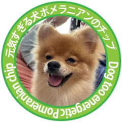 元気すぎるポメラニアン チップ  Energetic Pomeranian Chip