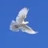 Высоколётные голуби-high flying pigeons 