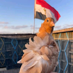 عبدالعزيز السيد 