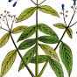 MehediLeaf20-মেহেদীপাতা২০ logo