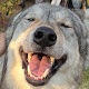 북미울프독 호랑 Wolfdog Horang