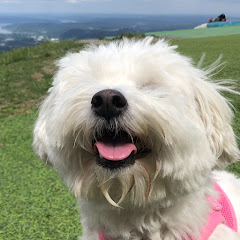 Goobie and Doobie net worth