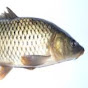 dani_carp