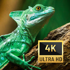 Thumbnail of related channel