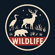WildLifeShorts