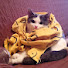 Zgd2YHE9Rl0-channel-avatar-flora_cat