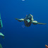 kFYUg3xzcLw-channel-avatar-Tadpole King