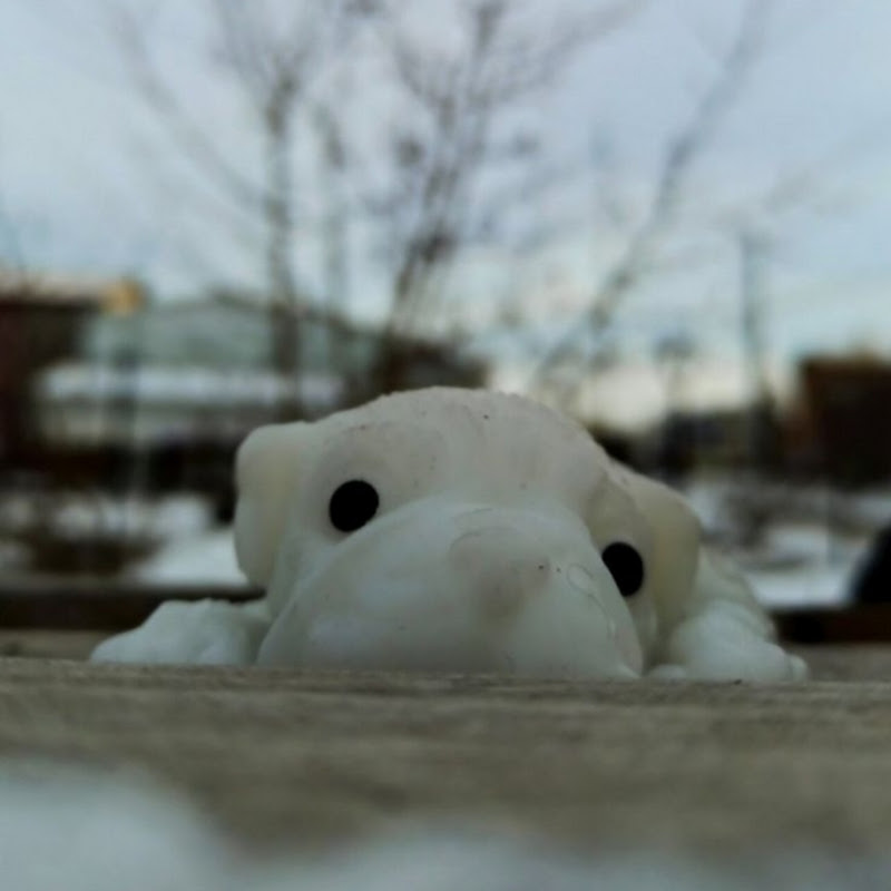 🐶Сквиш собαчки🐕