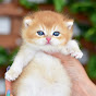 Perikızı - Golden Kitten Vlog logo