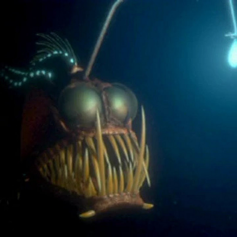 Ugly Fish