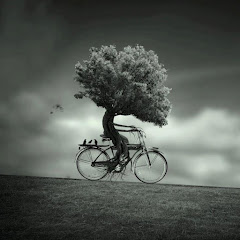 Evolución Forestal