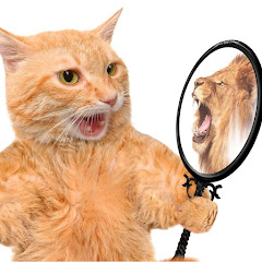 XD Kittens