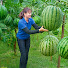 rnGPokwA3K8-channel-avatar-Luyến Harvest Life