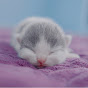 Little Kittens Avatar