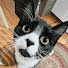 FAtPDXzKXcM-channel-avatar-Cat Cracks
