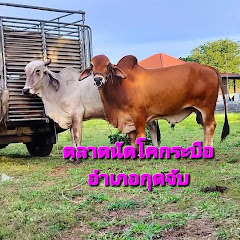 ตลาดนัดโคกระบืออำเภอกุดจับ อุดรธานี