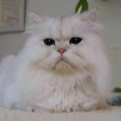 【ねこよし】田舎の保護猫HOUSE