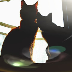 しぴこめしゃんねる