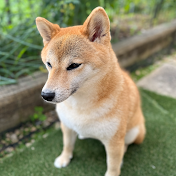 柴犬きなこのゆるっと暮らし