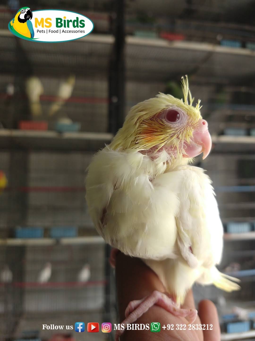 ms.cockatiel YouTube