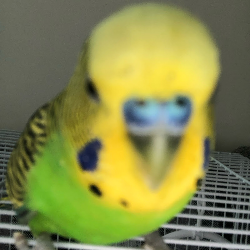 veleroyt