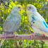 3vXkDMun0NI-channel-avatar-Adiba Birds TV