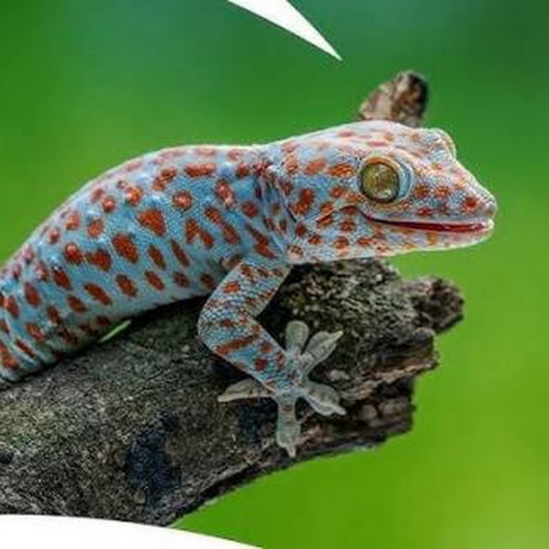 Gecko Blog