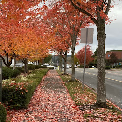 𝕃𝕚𝕝𝕒𝕔_ℝ𝕖𝕚𝕘𝕟_𝟙𝟛