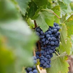 Sabbath Seekers Avatar