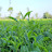 Tea king blog
