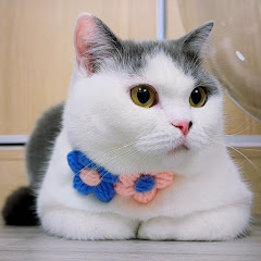 貓咪行為學小知識アイコン画像