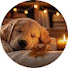 2RvEpbsZ9aU-channel-avatar-Mellow Puppy Music