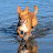 @BaronVonBunyip's avatar