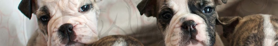 MissWooHoo11 - BSL for American Pit Bull Terriers! Awatar kanału YouTube
