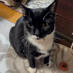Jiji The Cat