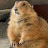 Big ounce the prairie dog fan Page