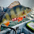 wOliy7A2oJg-channel-avatar-czapelfishing