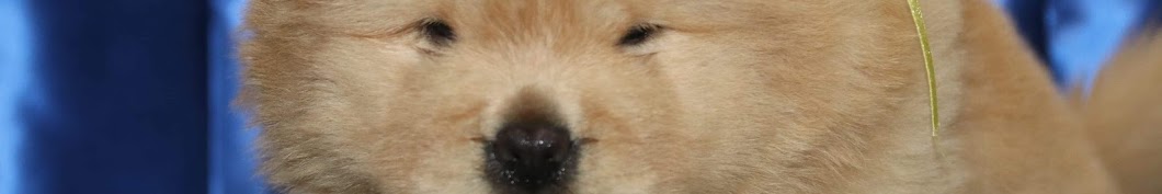 Fuzzy The Chow Chow YouTube channel avatar