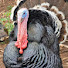 oJcNeHOhltw-channel-avatar-African Turkeys