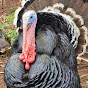African Turkeys logo