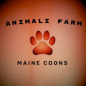 Animali Farm Maine Coons