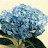 @smartflowercho