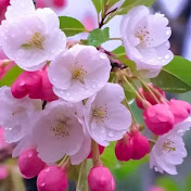 Garden advice