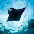 wig9nyiNJiM-channel-avatar-Manta Ray Video. AustralAsia