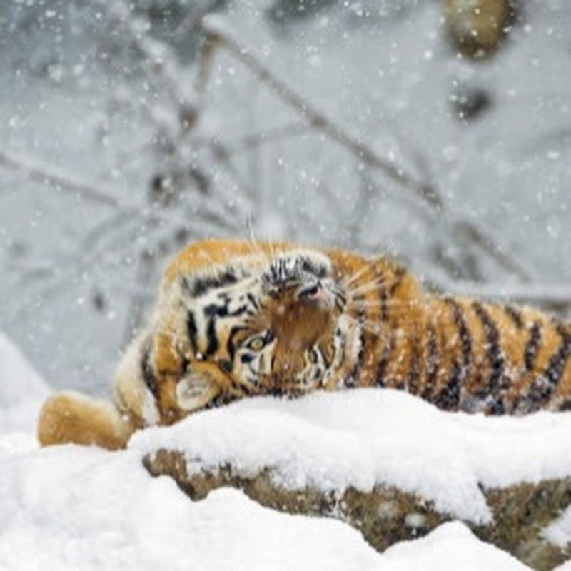 Lumi Tiikeri