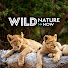 jwnzhZYyJp4-channel-avatar-Wild Nature Now