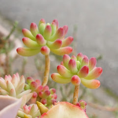 多肉のtoricoちゃんねる