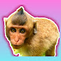 Monkey Survival  logo