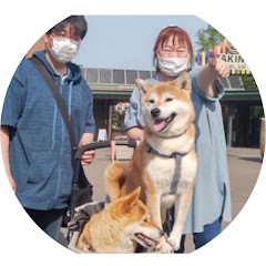 愉快な主婦ゆみと柴犬ちゃんネルの画像