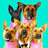 BN_C4F2Qs-s-channel-avatar-Life With Five Shepherds